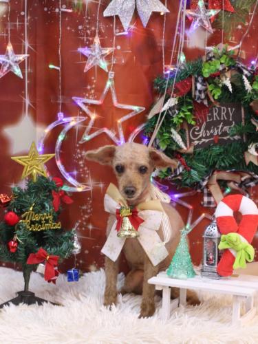 20231222ムクちゃん